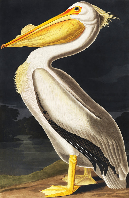 John James Audubon: A Naturalist's Journey Through Art