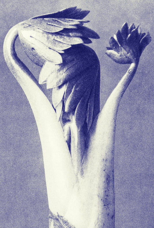 Karl Blossfeldt: Pioneering Photographer of Nature's Art