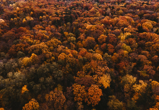 The Beauty of Autumn in Art