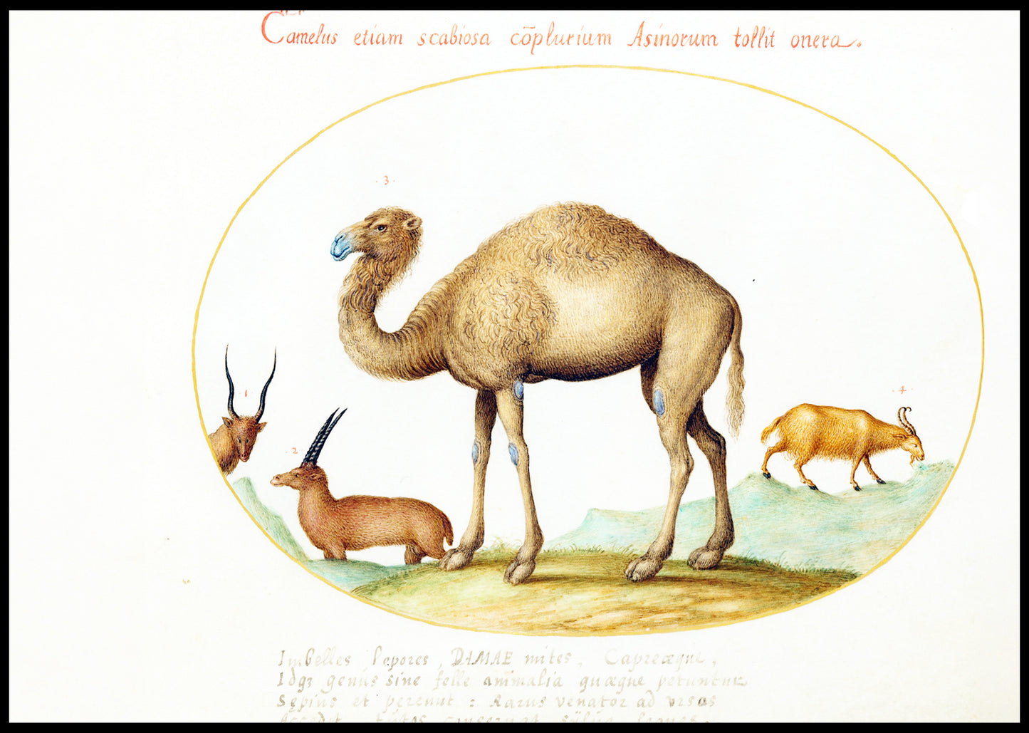 Camel, Ibex, and Goat