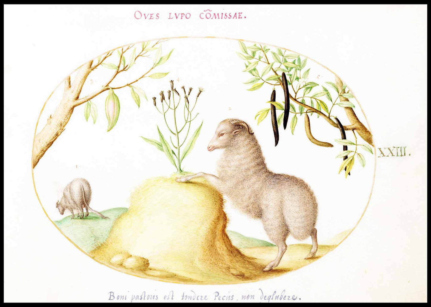 A Fat-Tailed Sheep, a Sheep with a Long Tail, a ‘Cassia purgatrix,’ and Other Plants