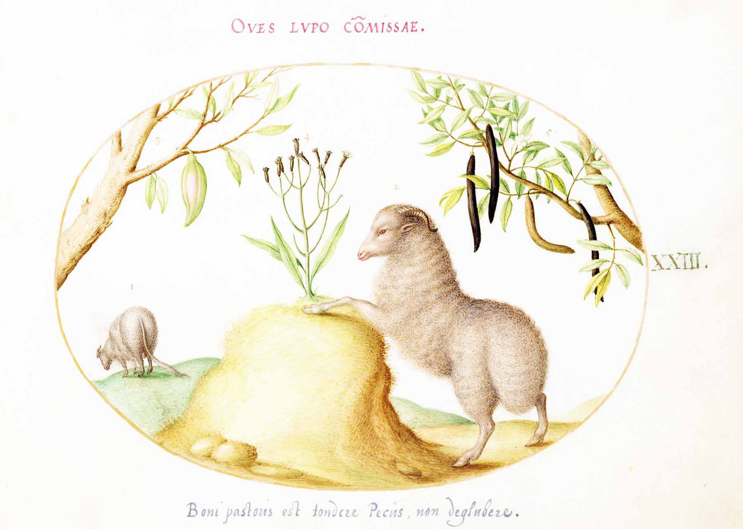 A Fat-Tailed Sheep, a Sheep with a Long Tail, a ‘Cassia purgatrix,’ and Other Plants