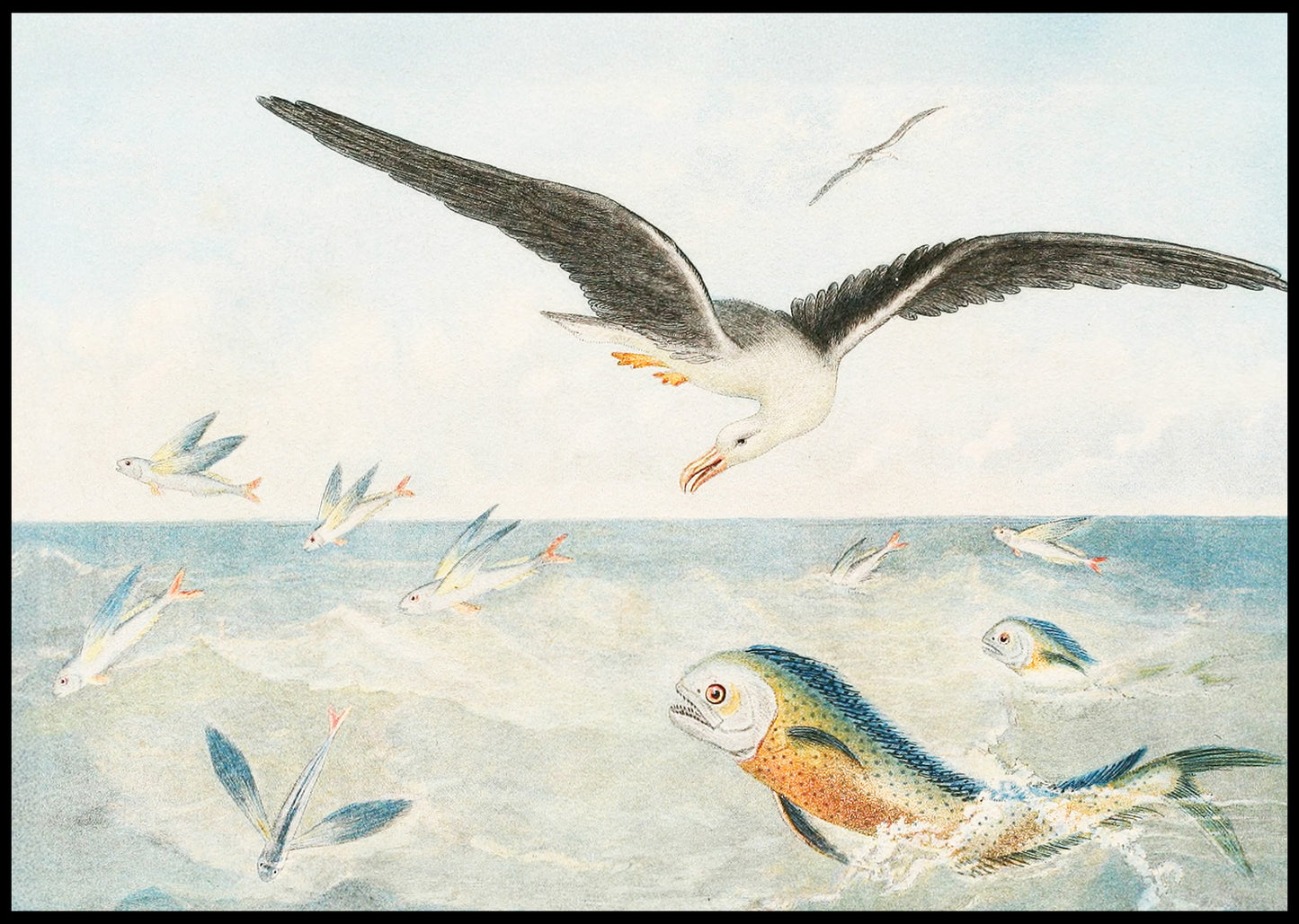 Poisson volants, Dorades, Albatros