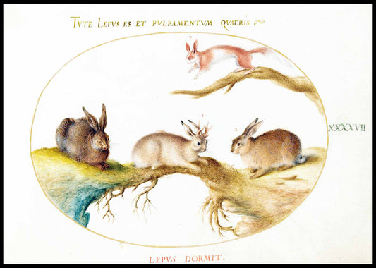 A Hare, ‘Jackalope,’ a Rabbit, and a Spotted Squirrel