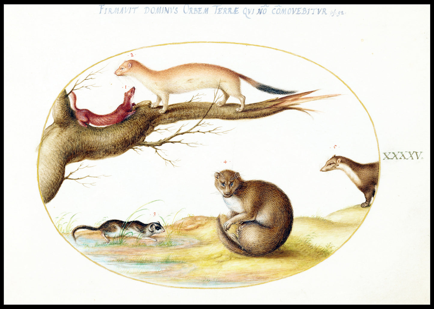 Weasels, a Ferret, and ‘Nut Mouse’