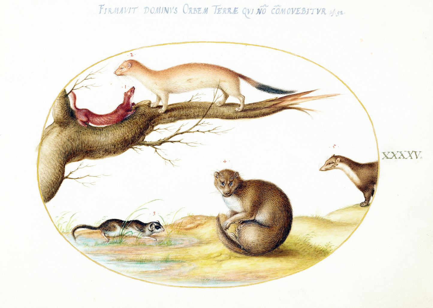 Weasels, a Ferret, and ‘Nut Mouse’