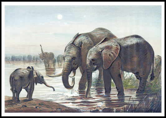 The African Elephant