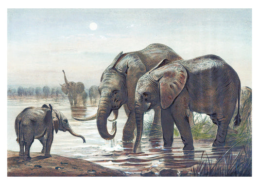 The African Elephant