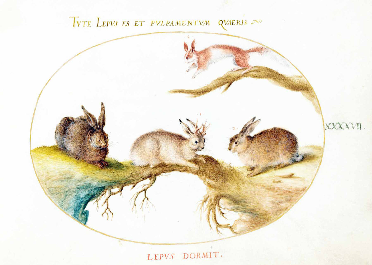 A Hare, ‘Jackalope,’ a Rabbit, and a Spotted Squirrel