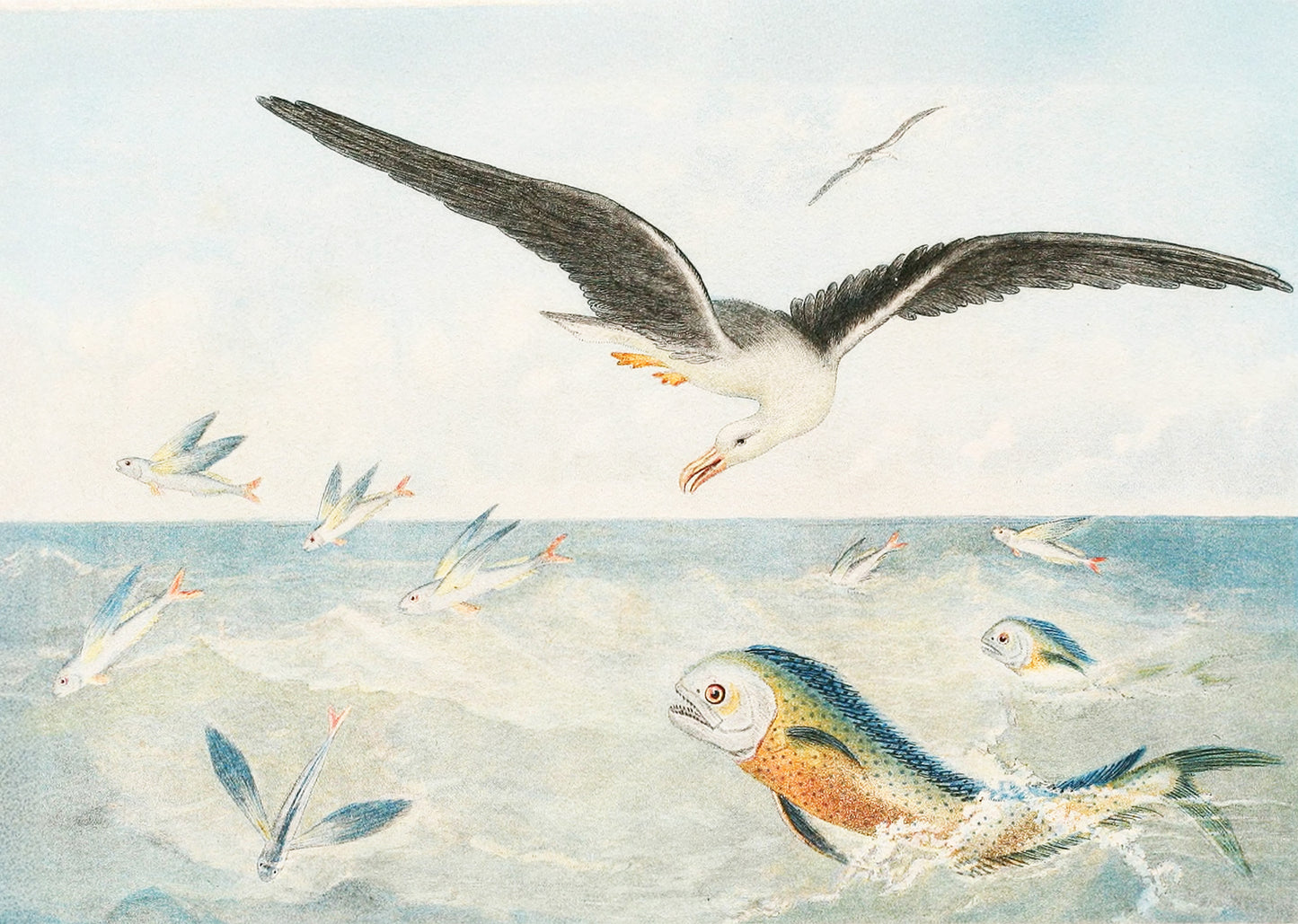 Poisson volants, Dorades, Albatros