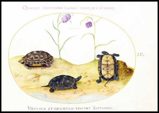 A Hermann’s or Greek Tortoise, Two European Pond Turtles, and Two Fritillaria