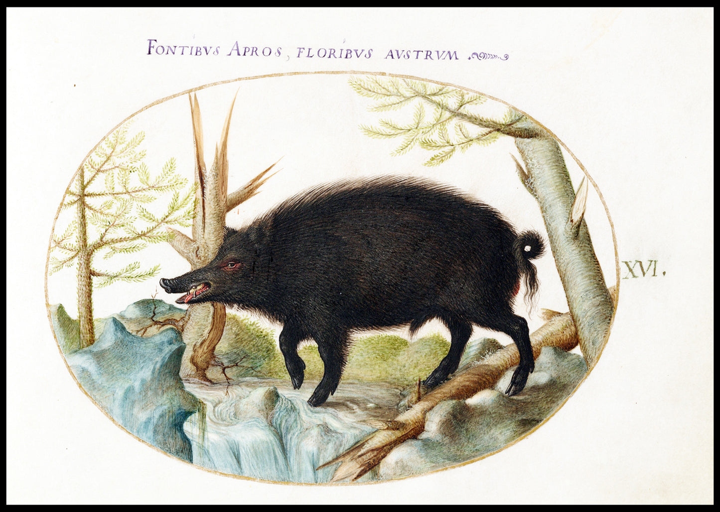 Wild Boar