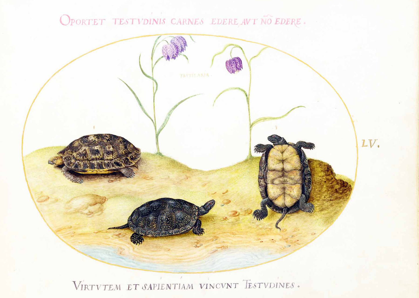 A Hermann’s or Greek Tortoise, Two European Pond Turtles, and Two Fritillaria