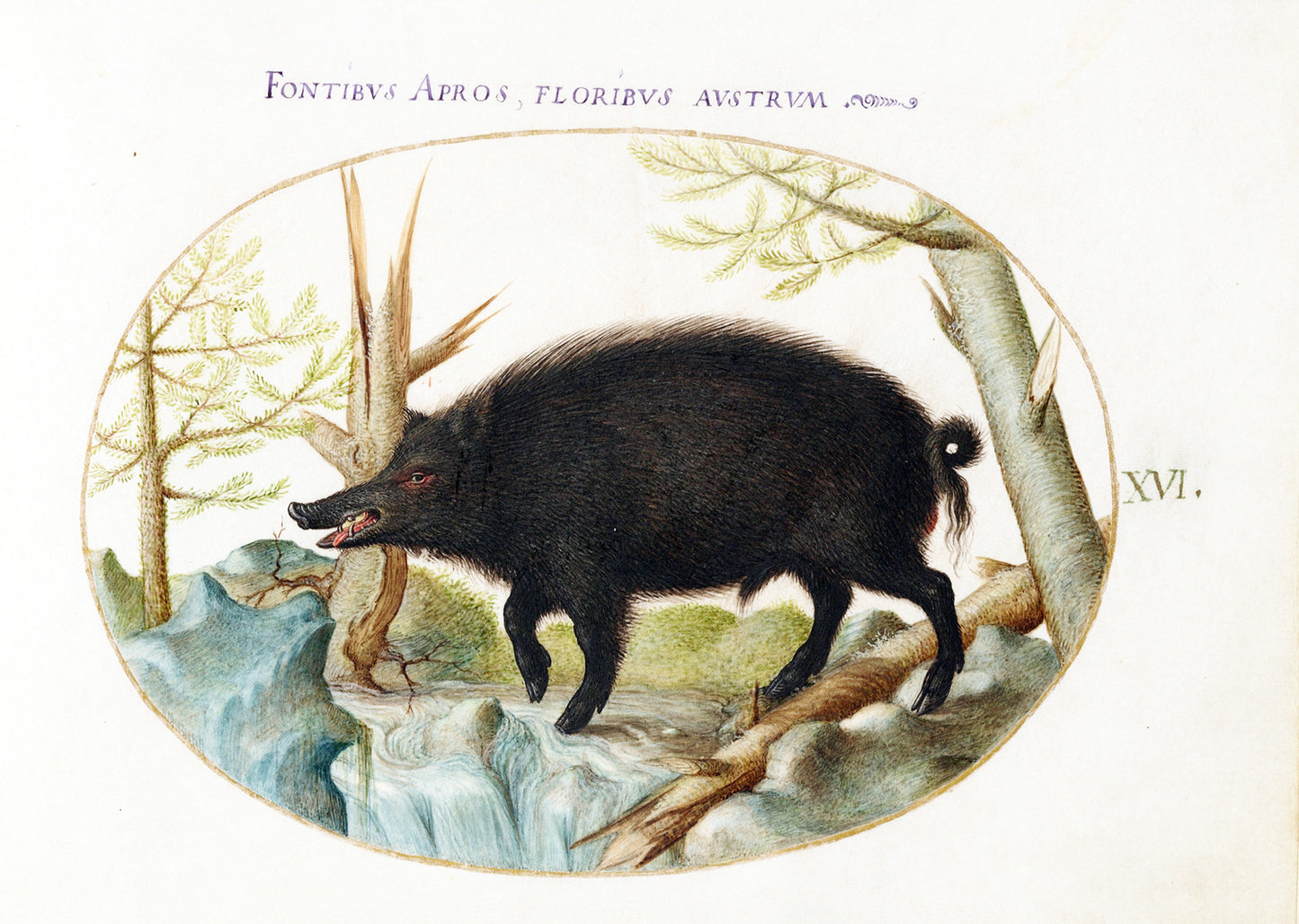 Wild Boar