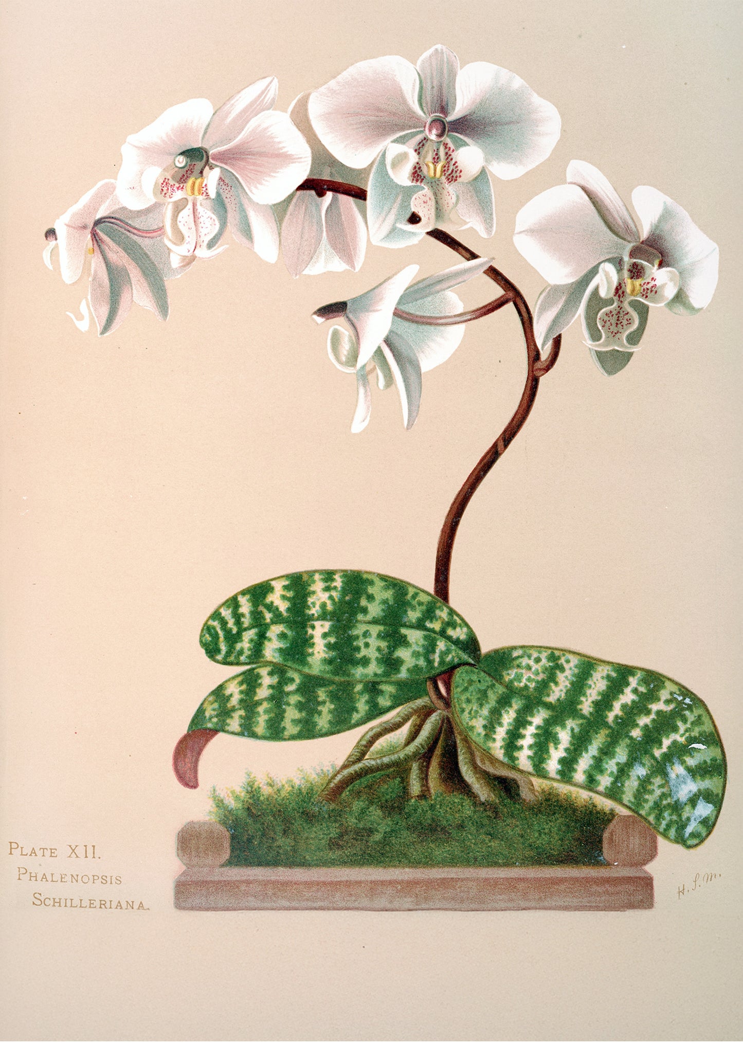 Phalenopsis Schilleriana