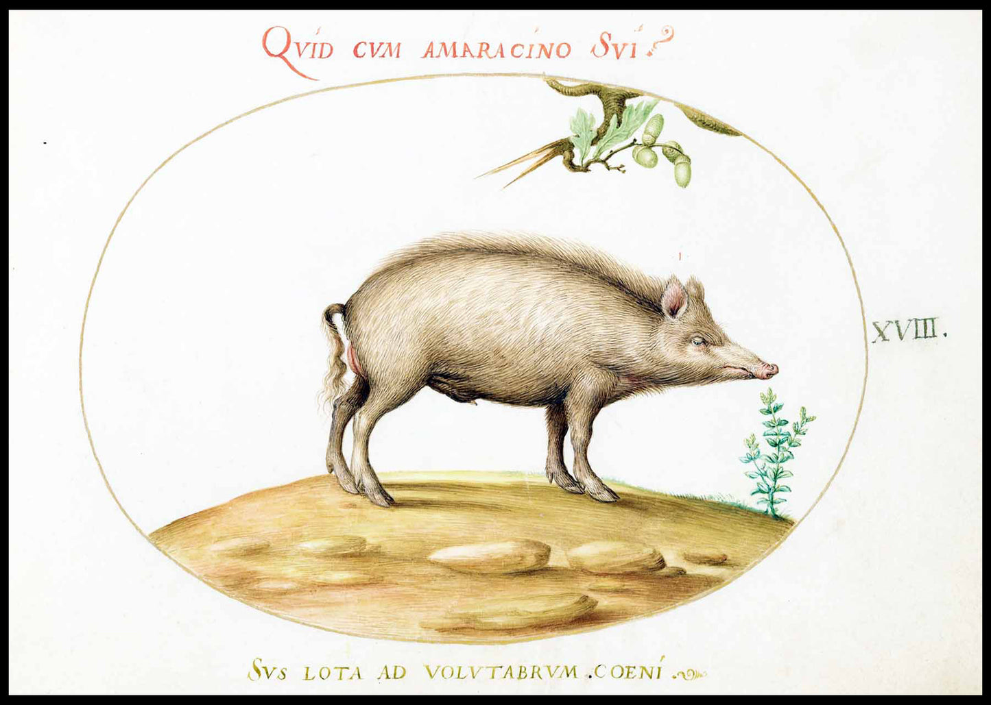 A Pig with Acorns