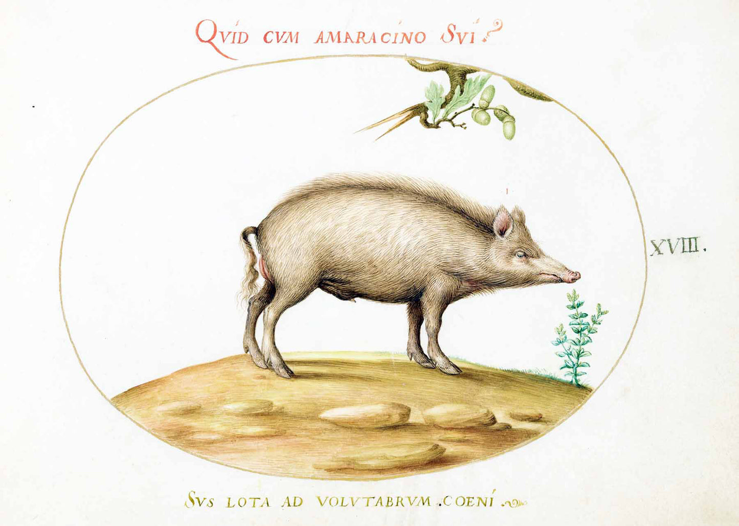 A Pig with Acorns