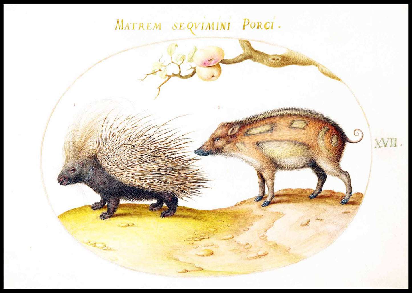 Crested Porcupine and Wild Pig