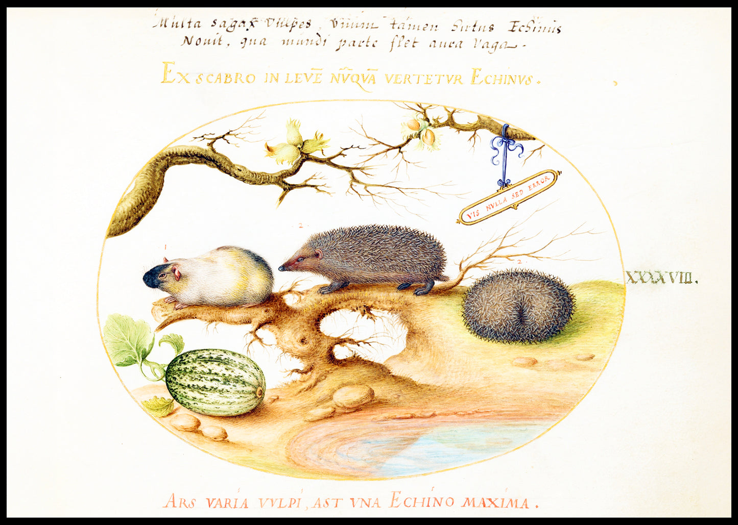 Guinea Pig and Hedgehogs with Melon and Cobnuts