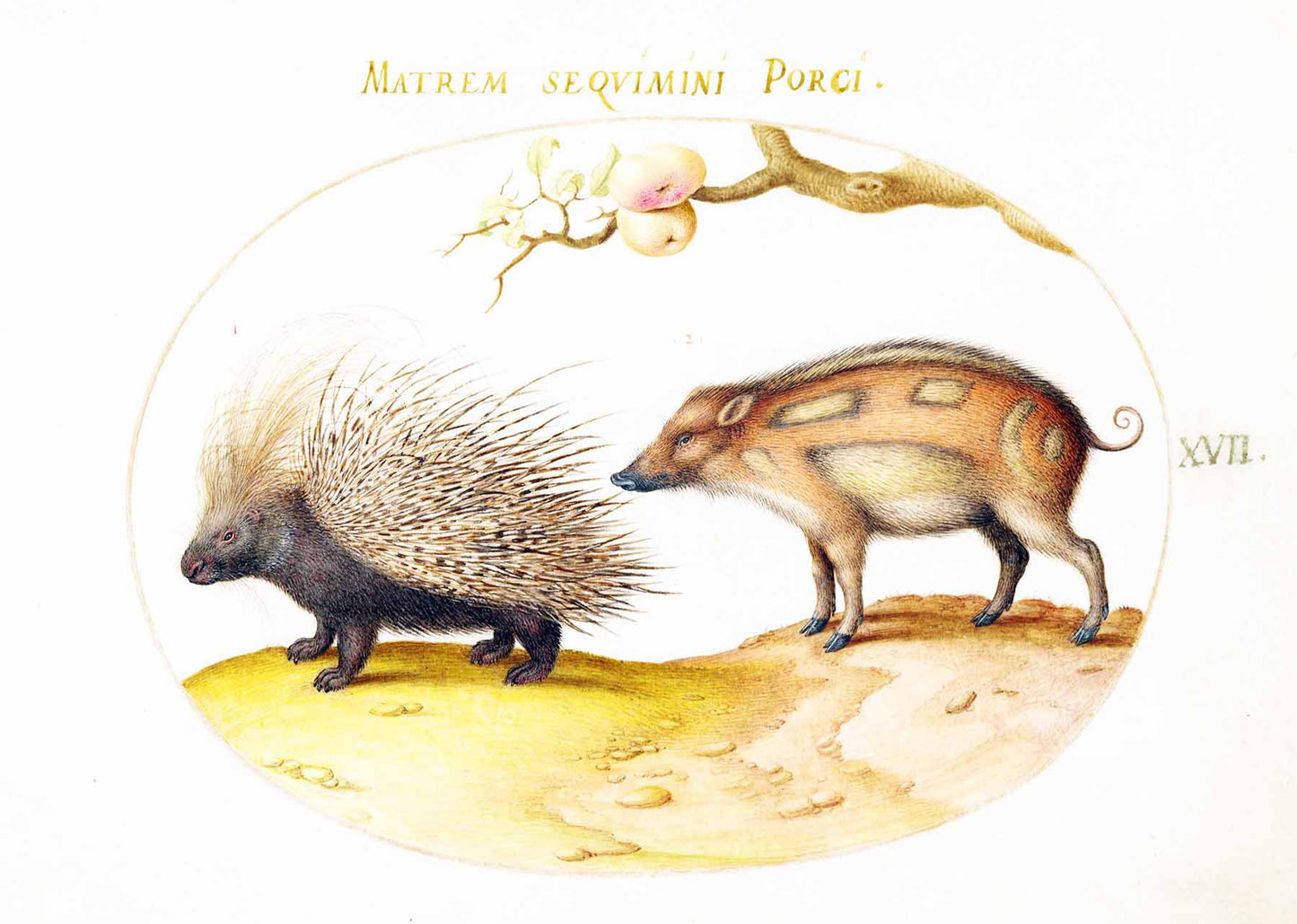 Crested Porcupine and Wild Pig