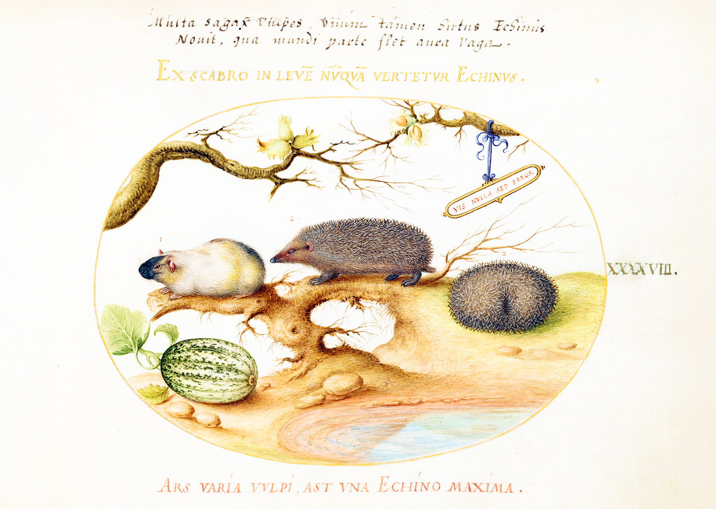 Guinea Pig and Hedgehogs with Melon and Cobnuts