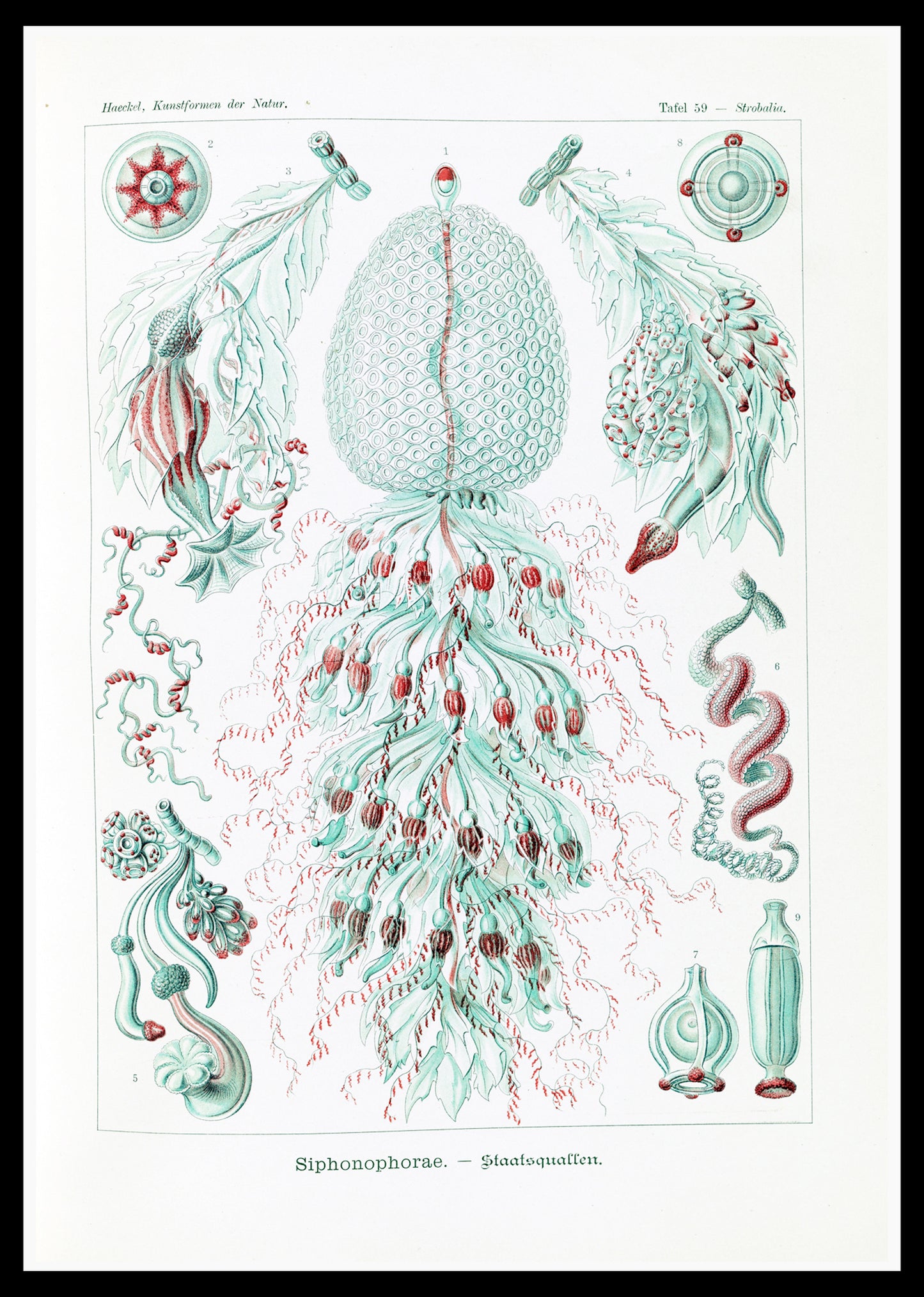 Ernst Haeckel - Siphonophorae