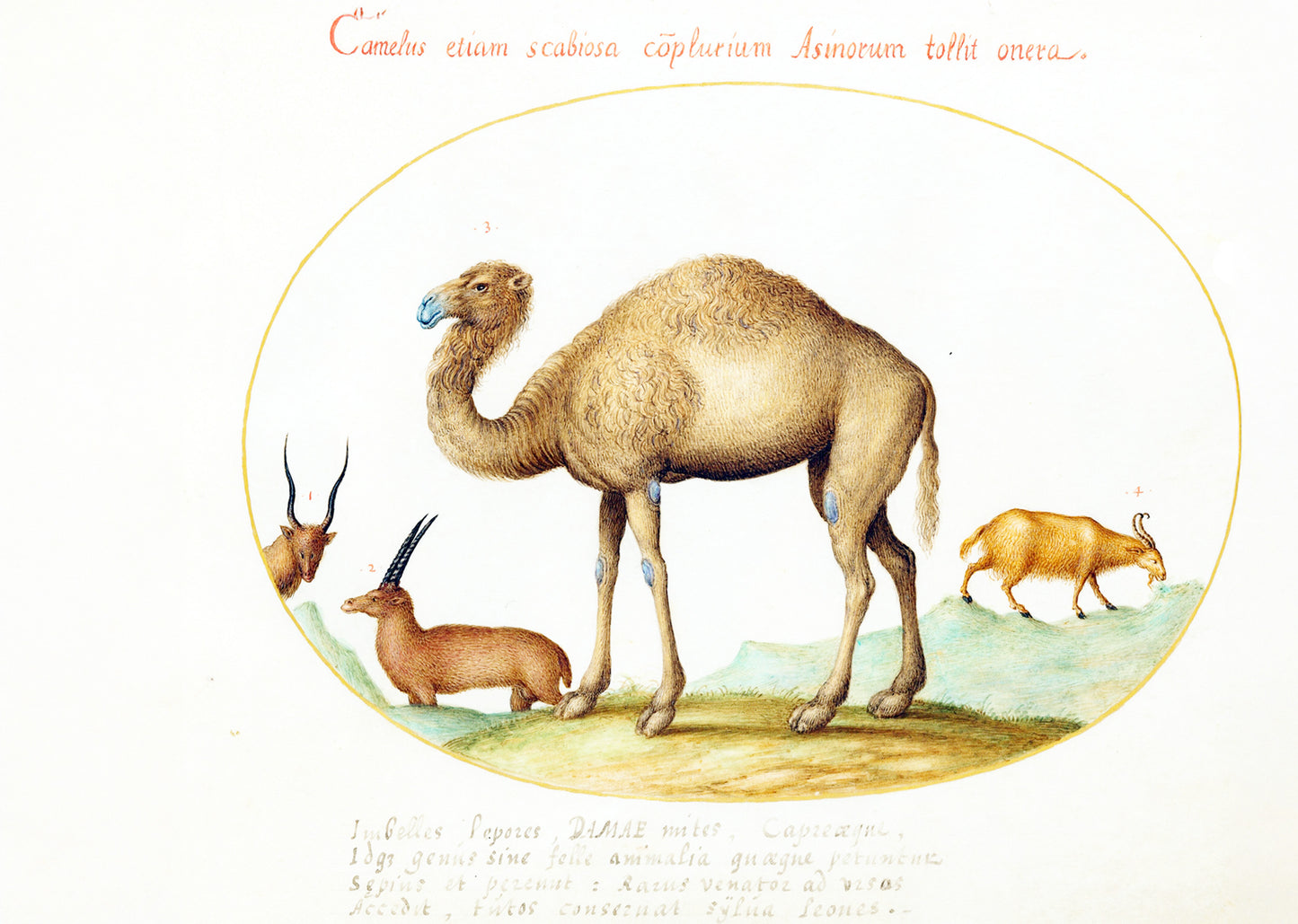 Camel, Ibex, and Goat