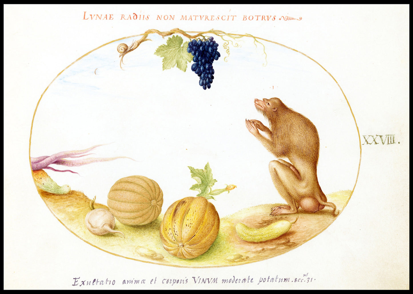 A ‘Tartarine’ with Fruit and a Snail