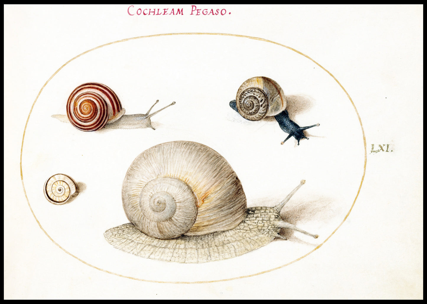 Four Snails