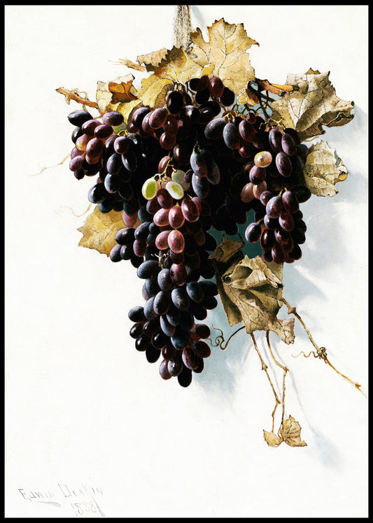 Still Life with Grapes