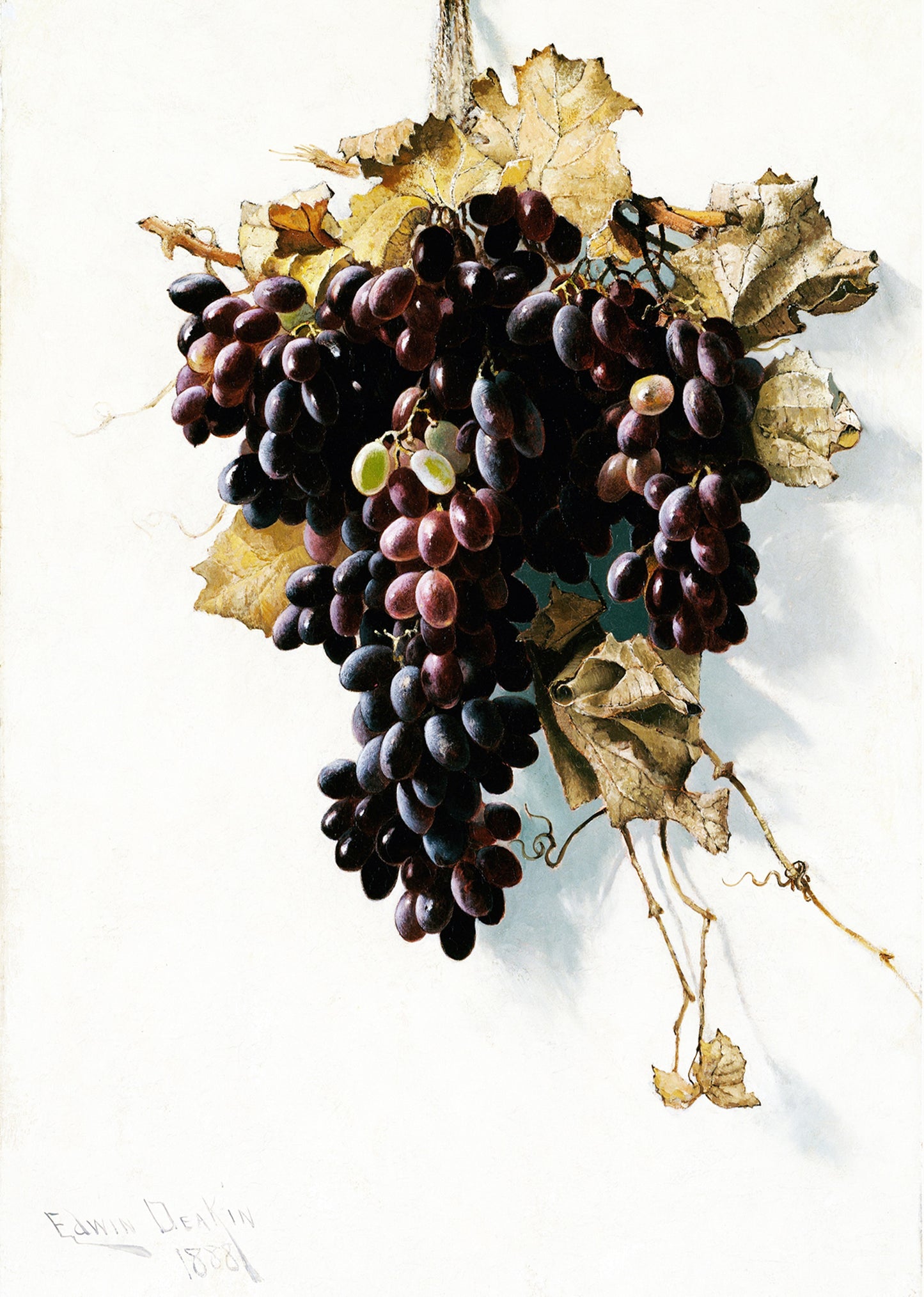 Still Life with Grapes