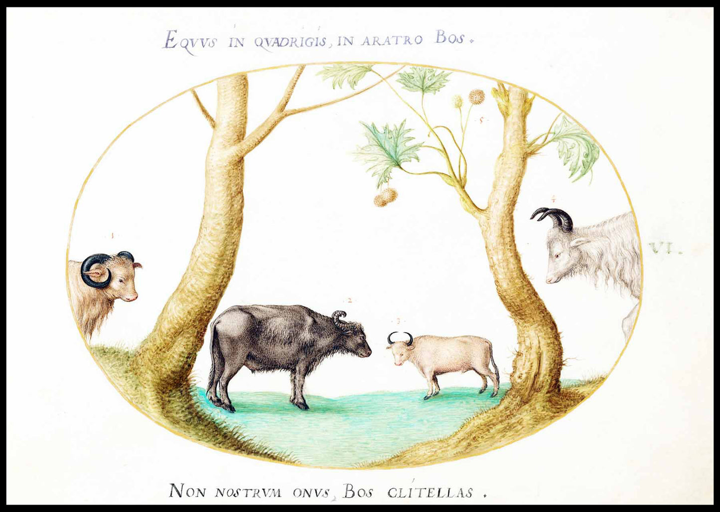 A Variety of Oxen with a Ram and a Water Buffalo by a Plane Tree