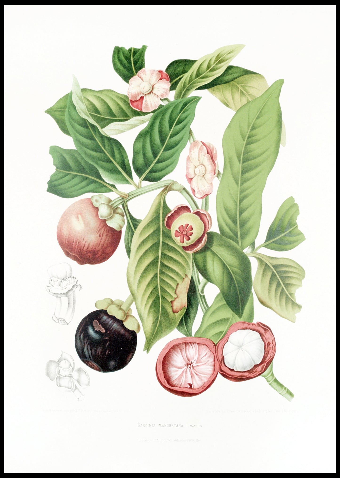 Fleurs, fruits et feuillages choisis de l’ille de Java Pl.16