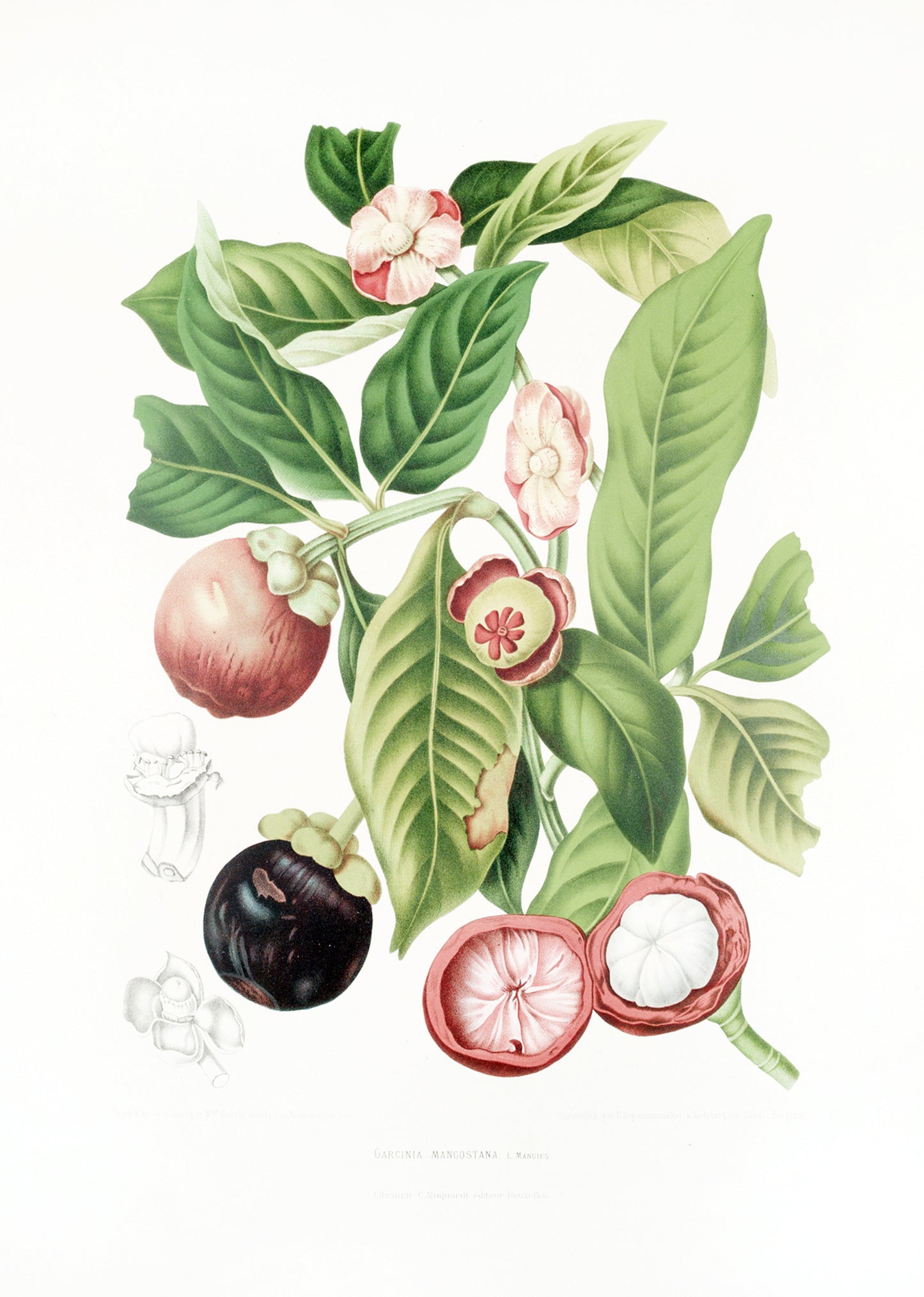 Fleurs, fruits et feuillages choisis de l’ille de Java Pl.16