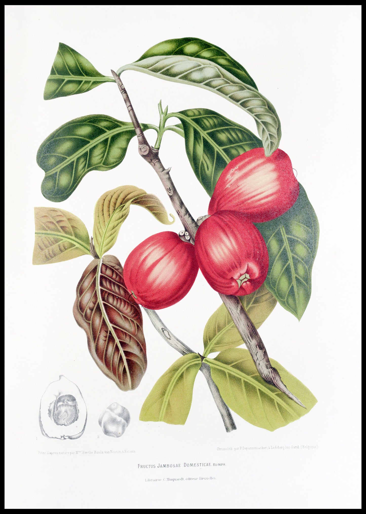 Fleurs, fruits et feuillages choisis de l’ille de Java Pl.30