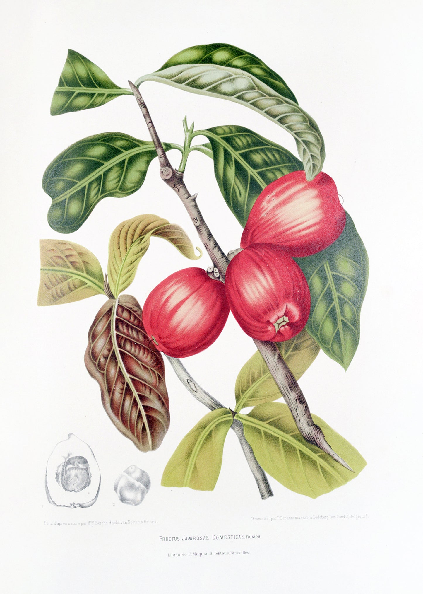 Fleurs, fruits et feuillages choisis de l’ille de Java Pl.30