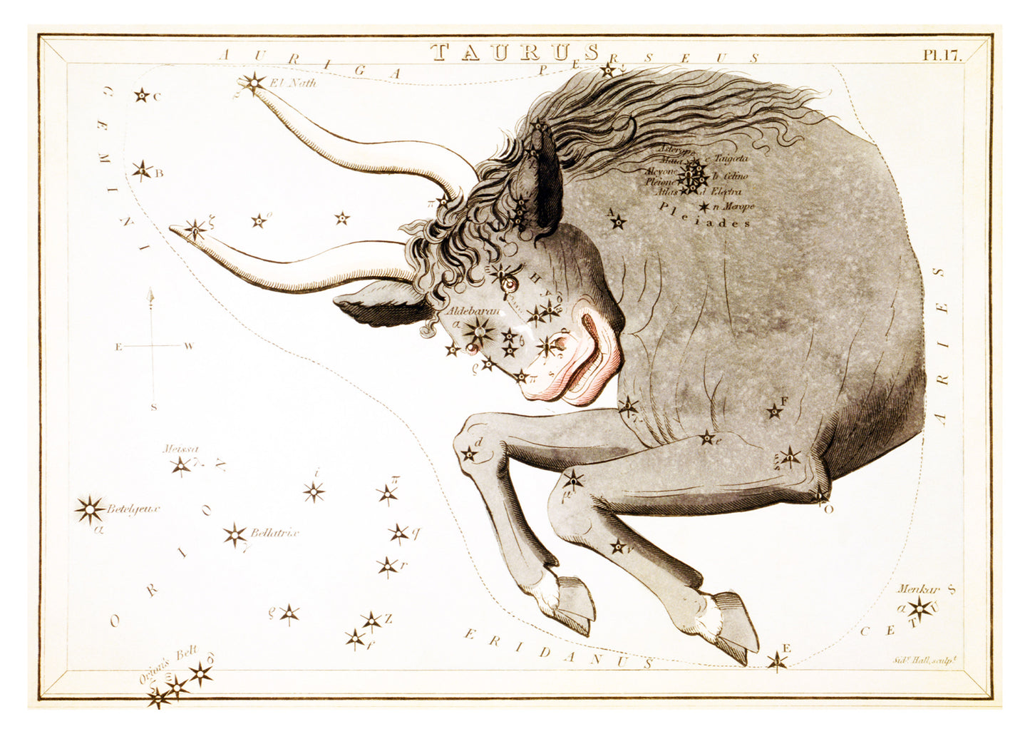 Taurus