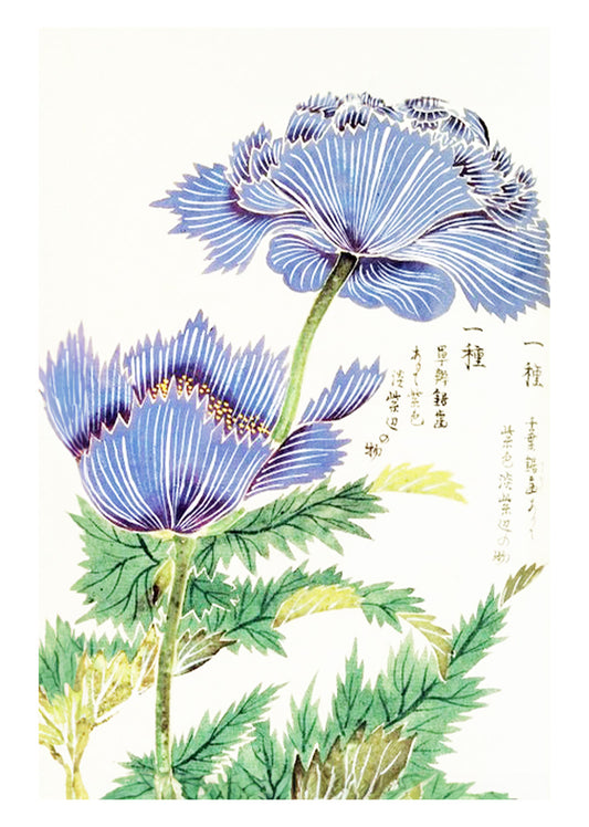 Tsunemasa Papaver Somniferum Var Paeoniflorum Plate