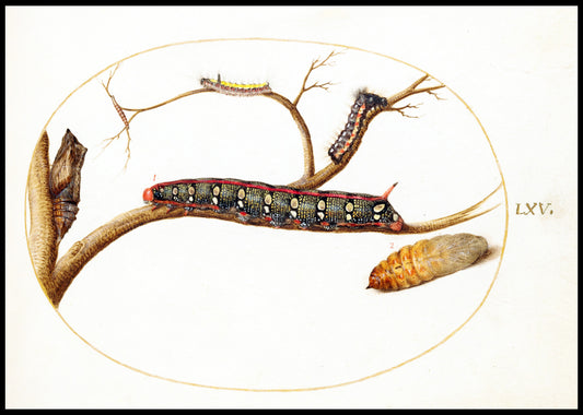 Leafy Spurge Hawkmoth Caterpillar, Gray Dagger Caterpillar,and Pupae