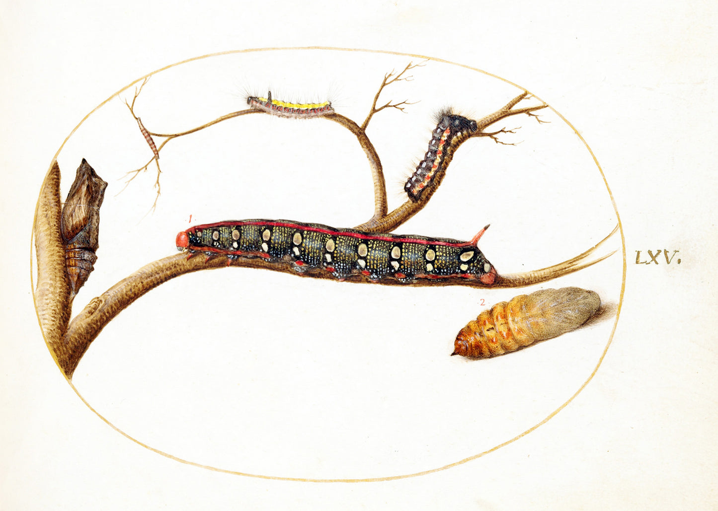 Leafy Spurge Hawkmoth Caterpillar, Gray Dagger Caterpillar,and Pupae