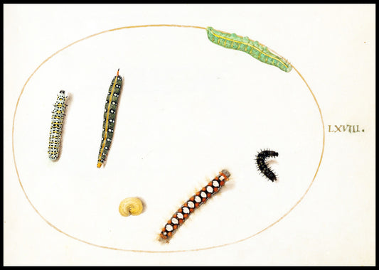 Leafy Spurge Hawkmoth Caterpillar, Mullein Moth Caterpillar, and Other Caterpillars