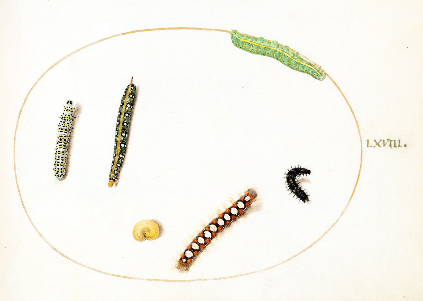 Leafy Spurge Hawkmoth Caterpillar, Mullein Moth Caterpillar, and Other Caterpillars