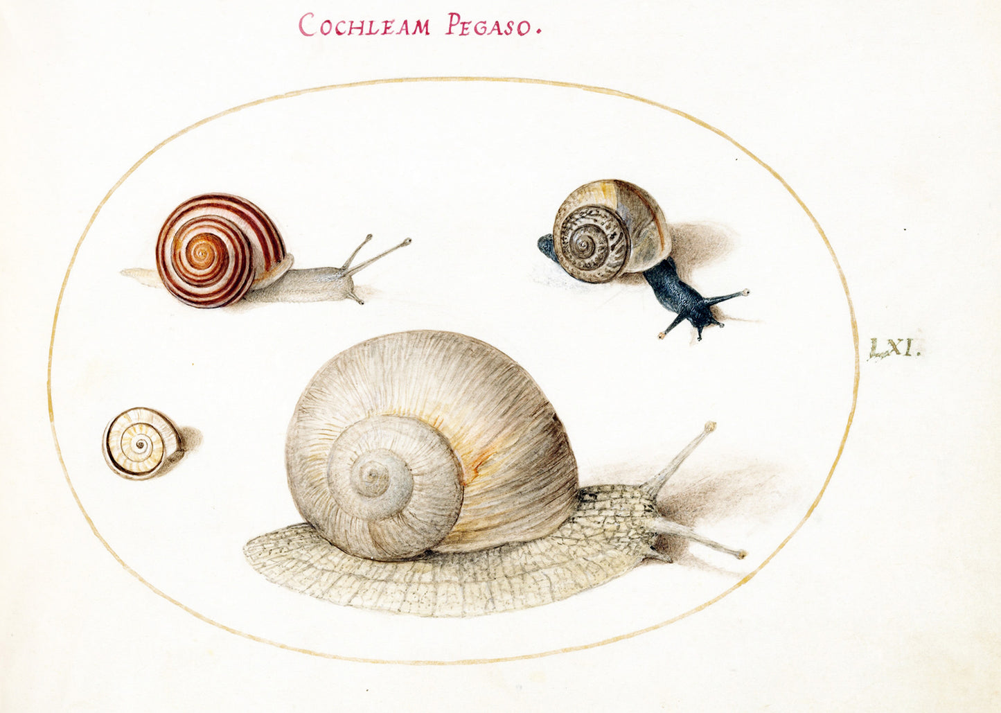 Four Snails