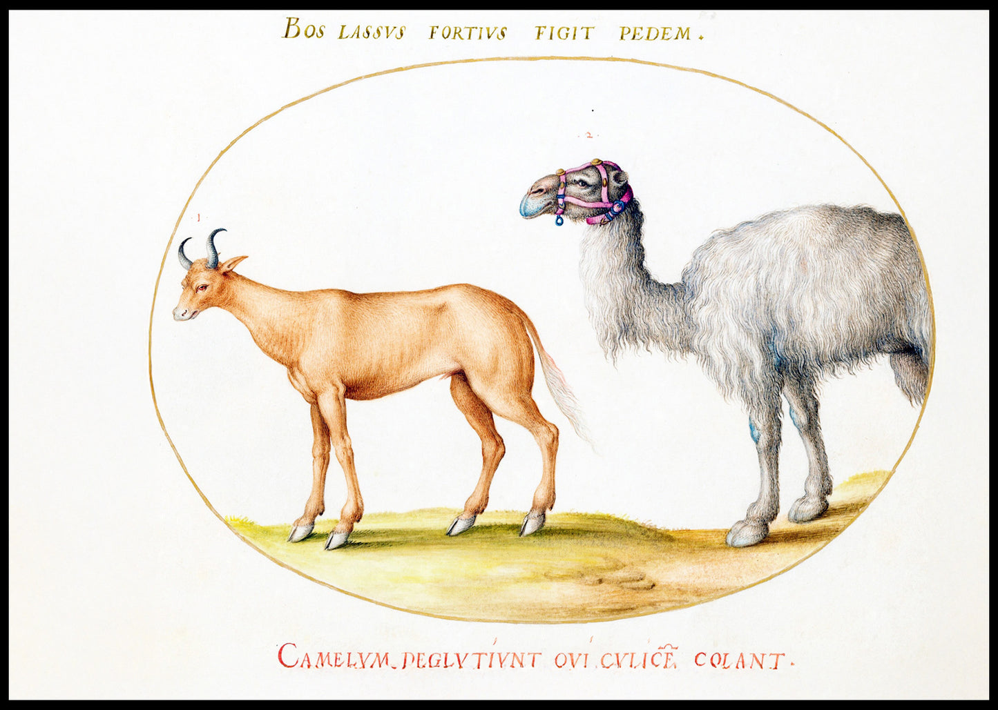 An Ox and a Camel