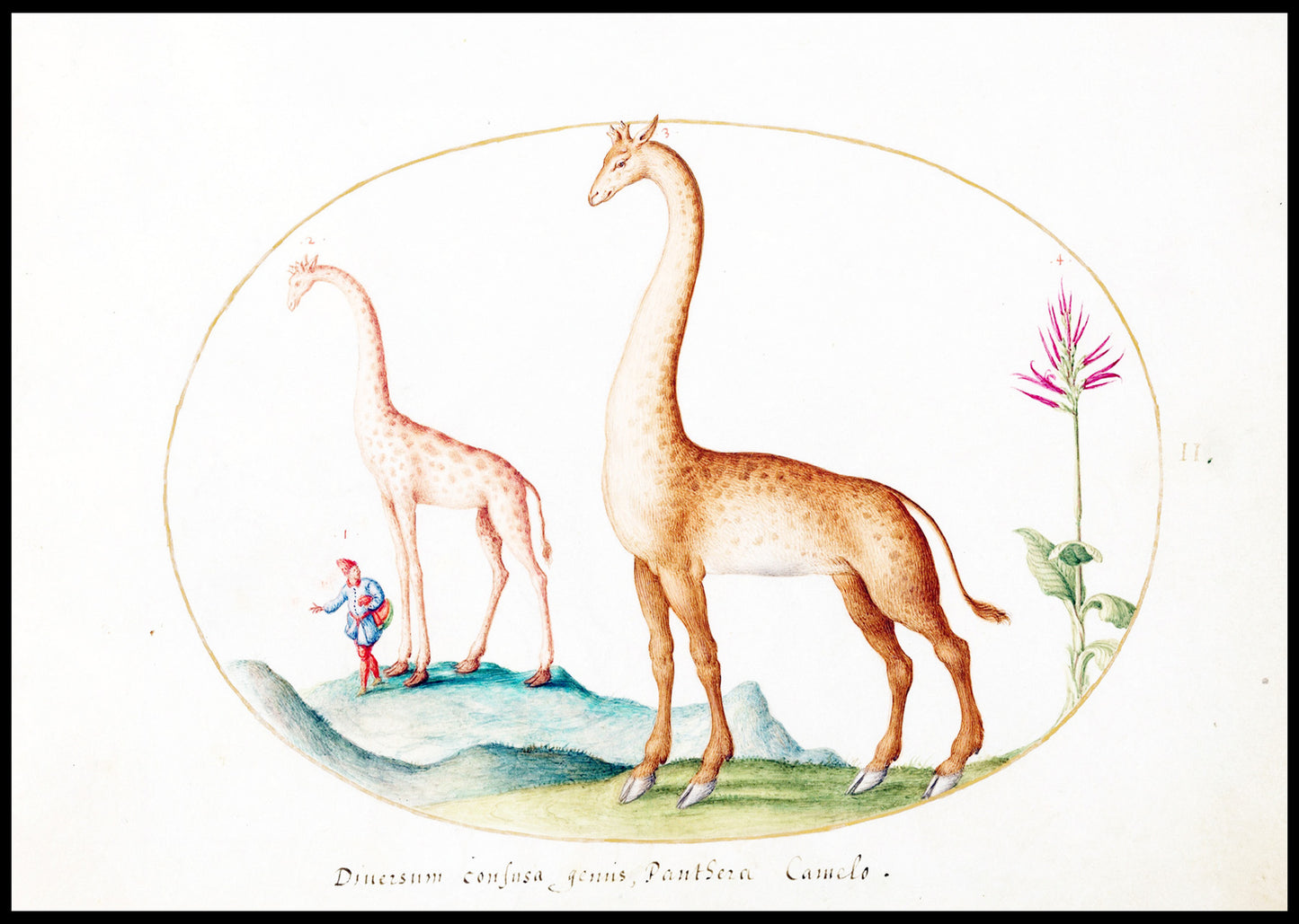 Plate 02; Two Giraffes with an Attendant