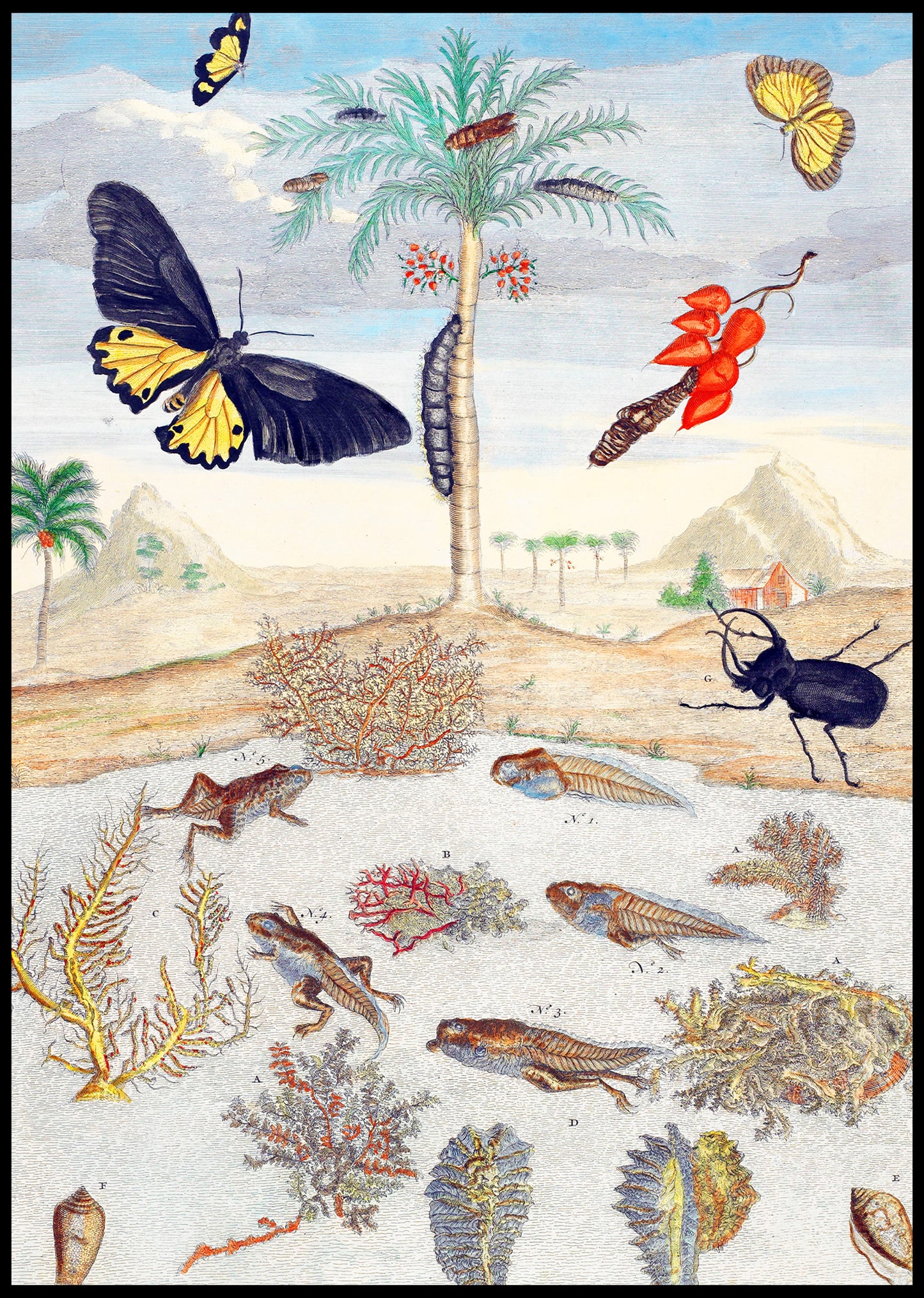 Insects and Fish with Island