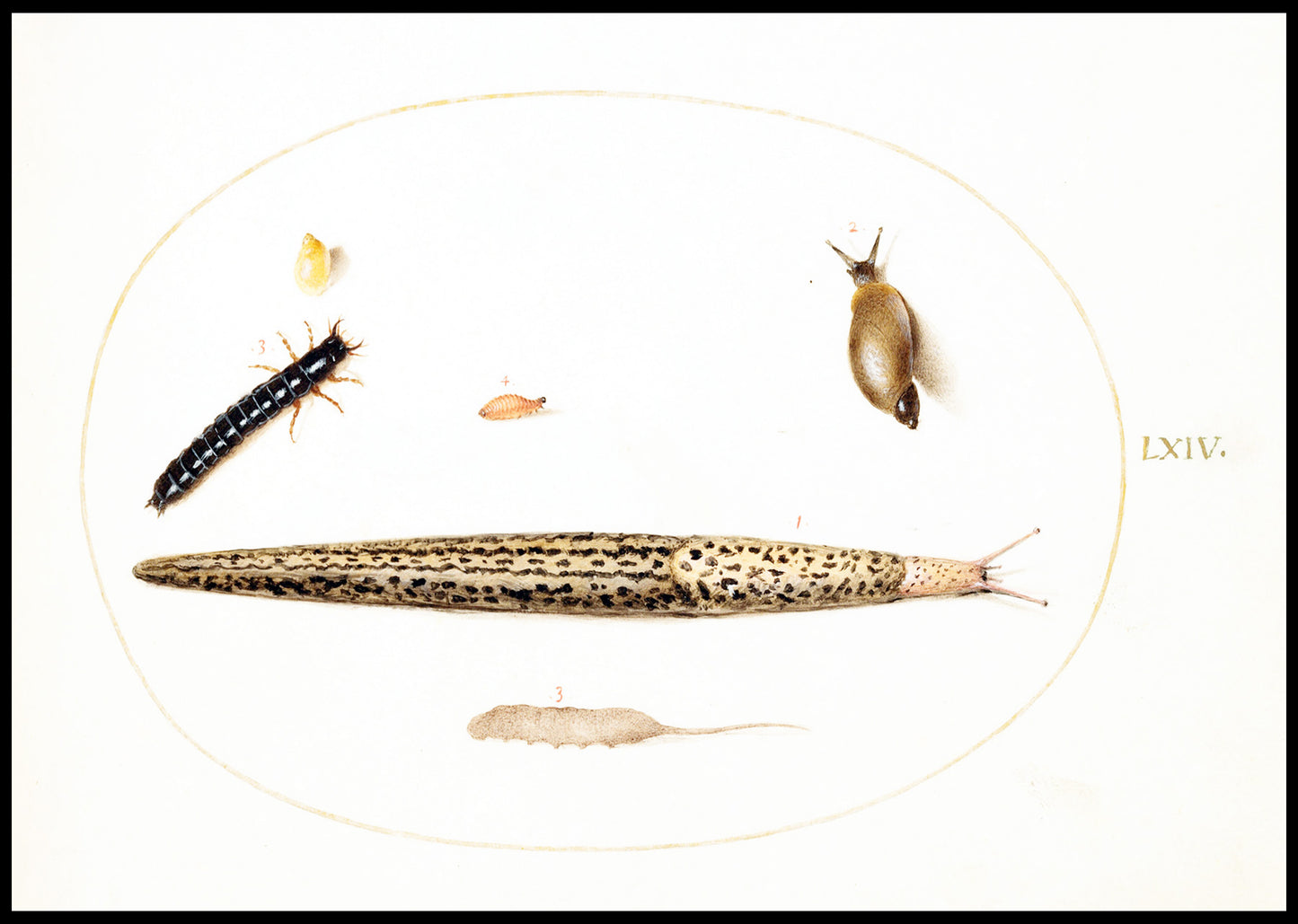 Leopard Slug, Ground Beetle Larva, a Rat-tailed Maggot, and Other Creatures