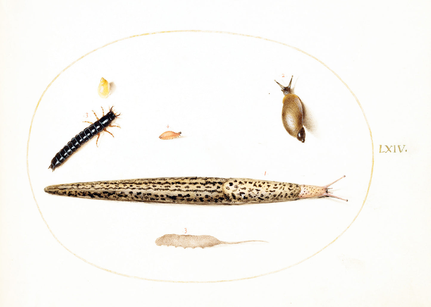 Leopard Slug, Ground Beetle Larva, a Rat-tailed Maggot, and Other Creatures