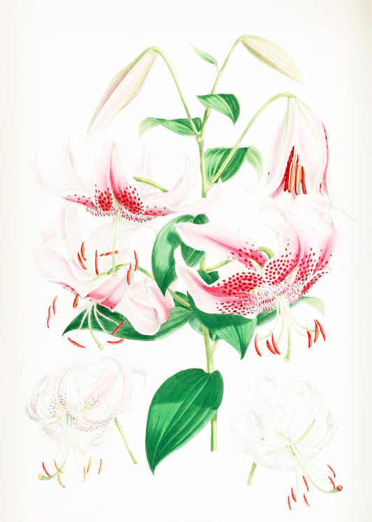 Lilium Speciosum