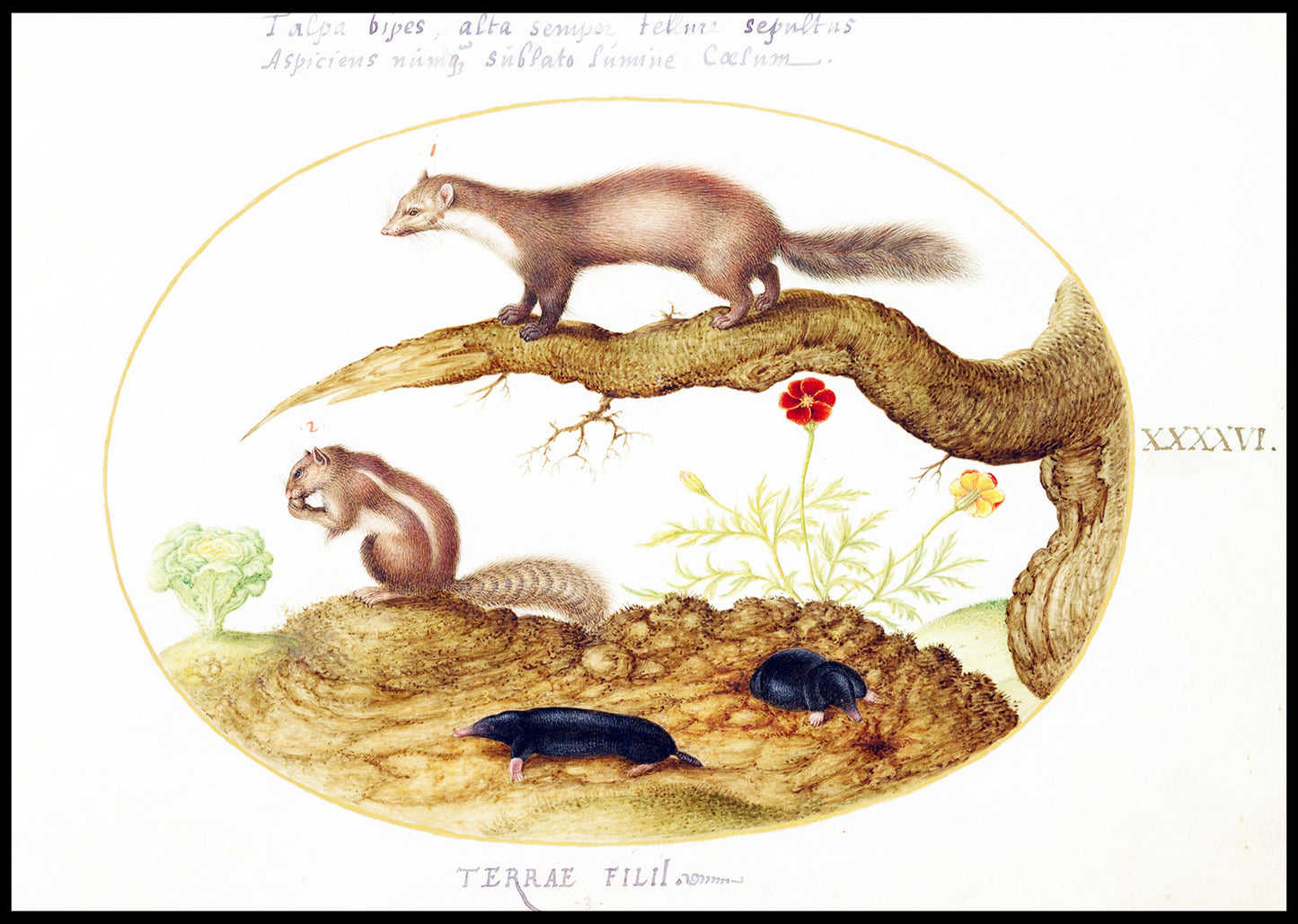 Stone Marten, Chipmunk, and Moles with a Marigold and Lettuce